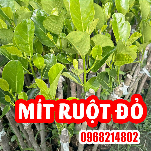 Mua Cây Mít Ruột Đỏ Ơ Đâu Và Bao Nhiêu Tiền 1 Cây