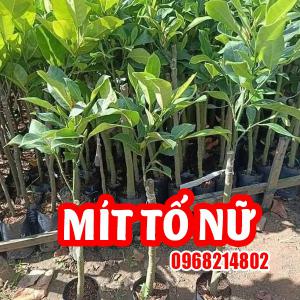 Mua Cây Giống Mit Tố Nữ Ở Đâu Và Bao Nhiêu Tiền 1kg