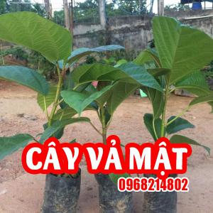 Mua Cây Giống Vả Mật Ở Đâu Và Bao Nhiêu Tiền