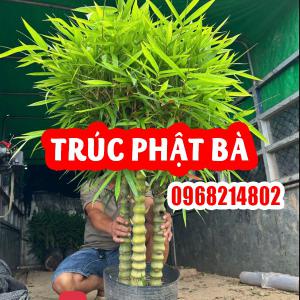 CÂY TRÚC PHẬT BÀ – VẺ ĐẸP PHONG THỦY VÀ Ý NGHĨA BÌNH AN