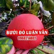 Mua Cây Bưởi Đỏ (Bưởi Luận Văn) Ở Đâu Và Bao Nhiêu Tiền 1 Cây Giống