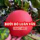 Mua Cây Bưởi Đỏ (Bưởi Luận Văn) Ở Đâu Và Bao Nhiêu Tiền 1 Cây Giống