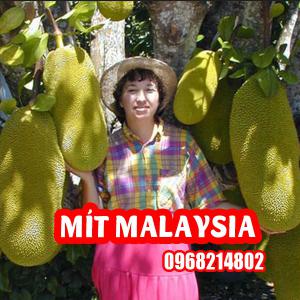 Mua Cây Giống Mít Malaysia Khổng Lồ Ở Đâu