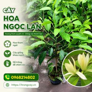 CÂY HOA NGỌC LAN – BIỂU TƯỢNG CỦA SỰ THANH KHIẾT VÀ MAY MẮN