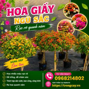 HOA GIẤY NGŨ SẮC – VẺ ĐẸP RỰC RỠ, KIÊN CƯỜNG CHO MỌI KHÔNG GIAN