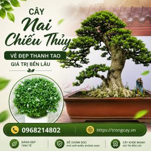 MAI CHIẾU THỦY – VẺ ĐẸP THANH CAO, HƯƠNG THƠM QUYẾN RŨ CHO KHÔNG GIAN SỐNG