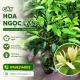 CÂY HOA NGỌC LAN – BIỂU TƯỢNG CỦA SỰ THANH KHIẾT VÀ MAY MẮN