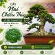 MAI CHIẾU THỦY – VẺ ĐẸP THANH CAO, HƯƠNG THƠM QUYẾN RŨ CHO KHÔNG GIAN SỐNG