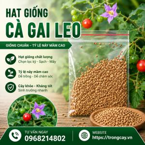 Mua Hạt Giống Cà Gai Leo Ở Đâu Và Bao Nhiêu Tiền
