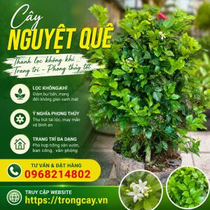 Mua Cây Nguyệt Quế Ở Đâu Và Bao Nhiêu Tiền 1 Cây