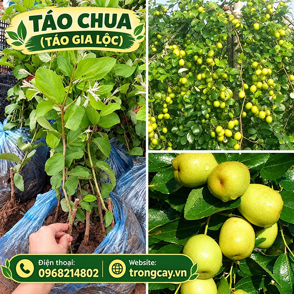 Cây Táo Chua (Cây Táo Gia Lộc) Bao Nhiêu Tiền Và Mua Ở Đâu