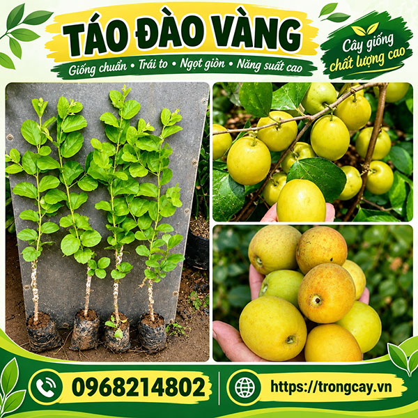 Cây Táo Đào Vàng Mua Ở Đâu. Kỹ Thuật Trồng và Giá Cây Giống Táo Đào Vàng